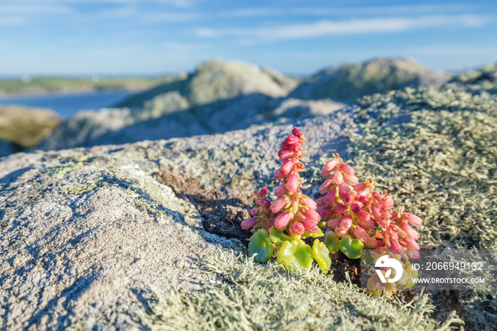 Red Bells of  Wild Pennywort Plant on Mossy Cliffs