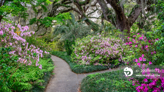 Spring blooming Azalea in South Carolina with Live Oaks