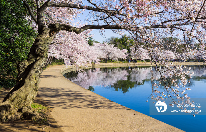 Cherry blossoms overhang the Tidal Basin in Washington DC during Cherry Blossom Festival