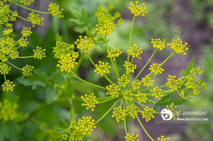 Parsnip - Pastinaca Sativa flowers