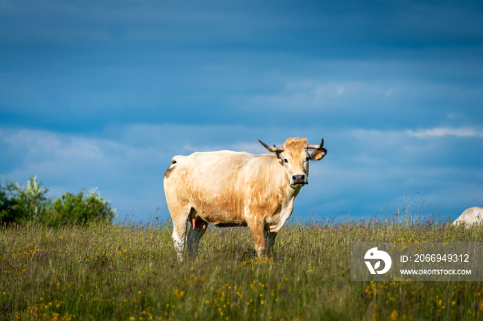 portrait of an Aubrac cow looking at camera , grazing in fields at altitude with yellow flowers. Lozere France.