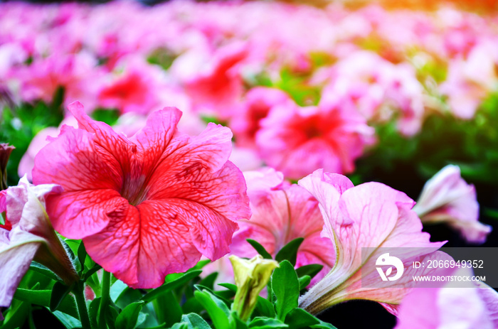 Bright large pink flower of Chinese hibiscus (Hibiscus rosa-sinensis) on blurred background of garden greenery. Chinese rose or Hawaiian hibiscus plant in sunlight.