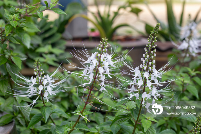 Cat’s whisker plant bloom in the garden. Is a Thai herb help diuretic.