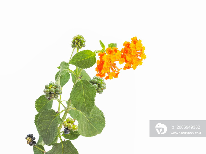 Close-up Lantana camara flower blossom with green leaves isolated on white background, other names big sage, GhaneriMarathi, wild sage, red sage, whites age, tick berry and West Indian lantana.