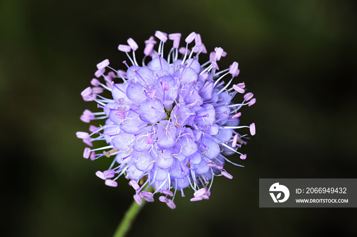 Succisa pratensis, also known as devil’s-bit or devil’s-bit scabious