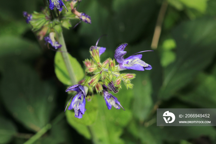 natural purple salvia miltiorrhiza photo