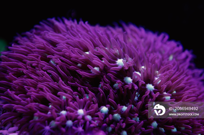 blur purple corals in black background