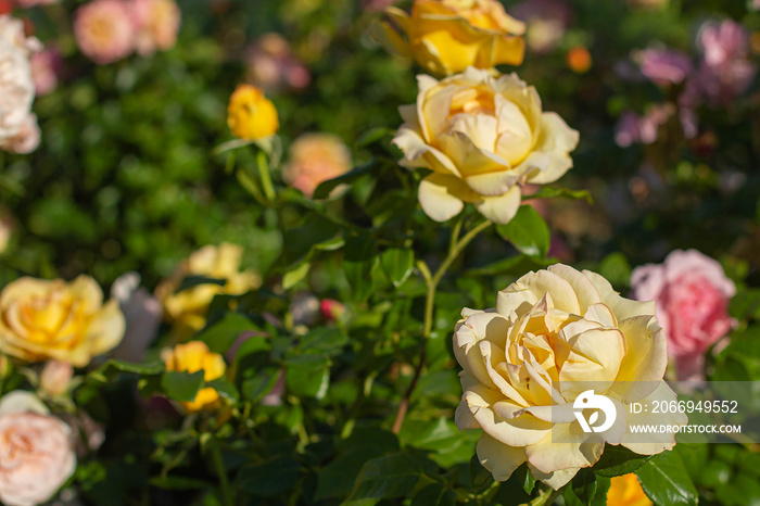 bush of yellow roses in the garden background