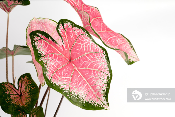 Potted Caladium house plant isolated on white background