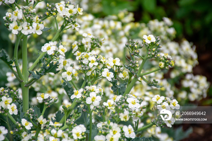 Botanical collection, white blossom of eadible sea shore plant Crambe maritima or sea kale,seakale or crambe flowering plant in genus Crambe of the family Brassicaceae.