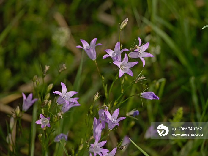 Pink rampion bellfowers closeup - Campanula rapunculus