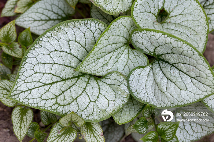 Heartleaf brunnera, Siberian bugloss ( Brunnera macrophylla ’Jack Frost ’) in garden