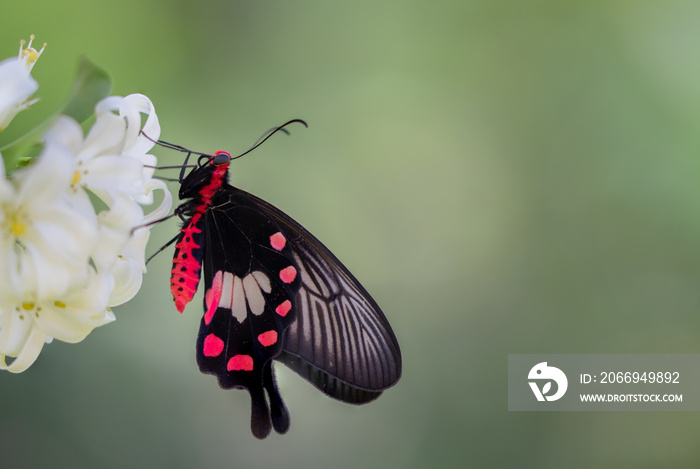 common rose butterfly hang on white flower over green background,Concept for natural background