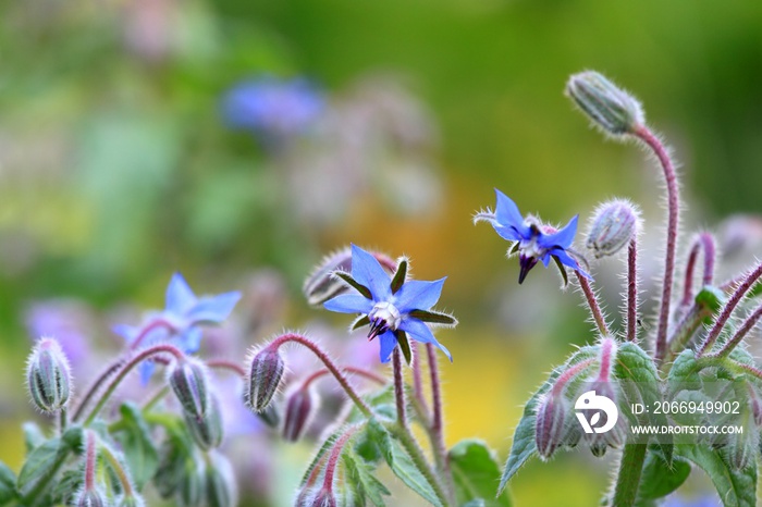 Borage, lat Borago officinalis, blue flowers in bloom. Borago officinalis is favorite medicinal herb with edible flowers, copy space.