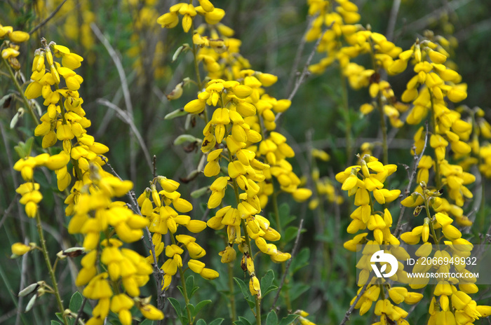 Flowering Genista tinctoria