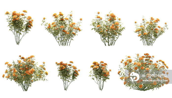 orange rose flowers isolated on white, 3D render