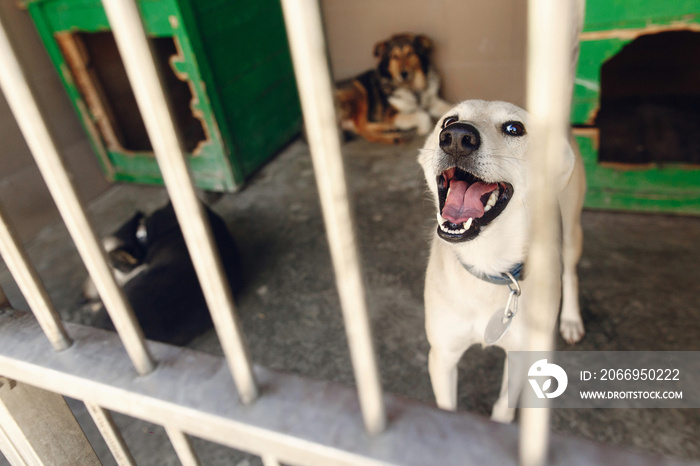 cute labrador puppy looking through shelter cage, smiling, emotional moment, adopt me concept, space for text