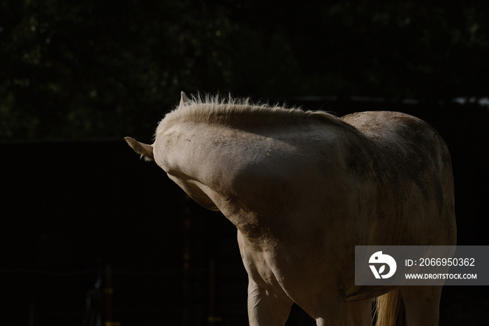 Young white horse scratching itch and bend of neck with dark black background.