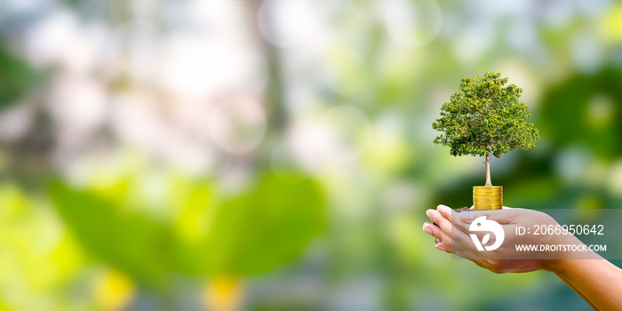 A tree grows on a coin in human hands with a naturally blurred background. The concept of plant growth and green investment