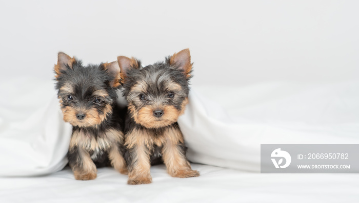 Two little Yorkshire terrier puppies sit under warm blanket on the bed at home. Empty space for text