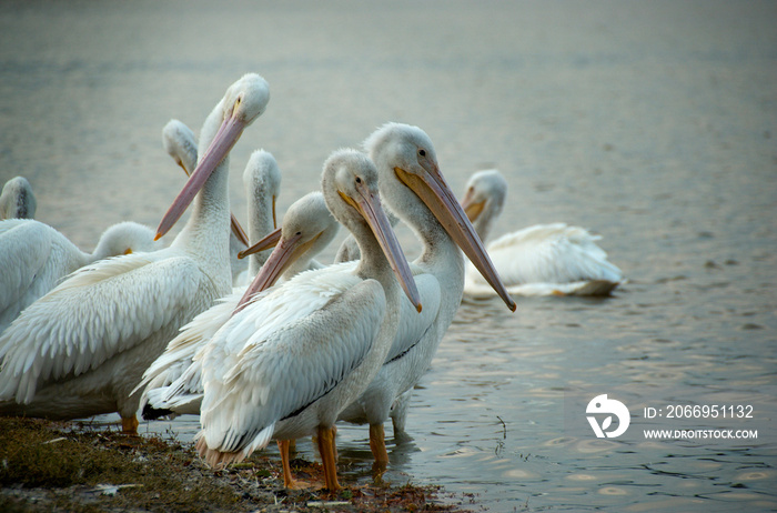 Migrating white pelicans at University Lake, Baton Rouge, Louisiana, USA