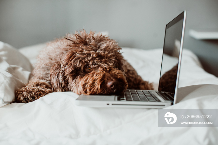 .Nice and sweet spanish water dog working from his laptop on top of the bed above a white quilt at home. Lifestyle