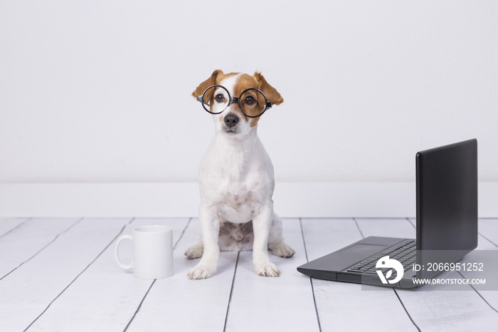 cute young small dog sitting on the floor and working on laptop. Wearing glasses and cup of tea or coffee besides him. Pets indoors