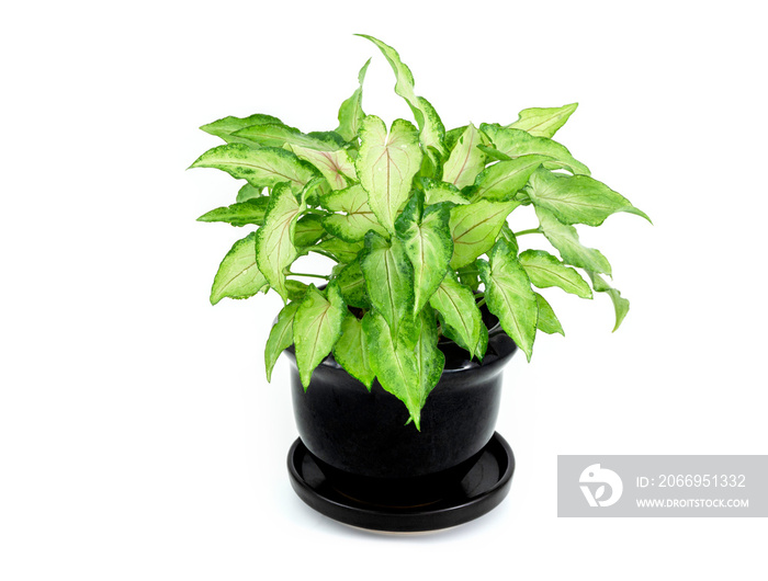 Arrowhead vine plant in black clay pot isolated on white background. Common names include arrowhead philodendron, goosefoot, African evergreen.