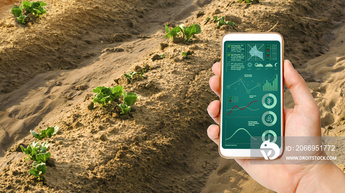 A man with a smartphone analyzes state young sprouts of potatoes. Planting potato plantations. protection from pests. Agribusiness, farming, Data collection analysis. Innovation agricultural industry