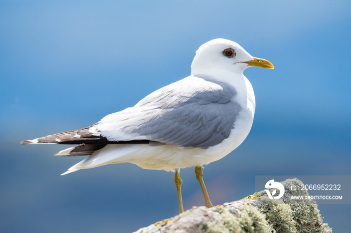 Sturmmöwe - Larus canus auf der Insel Runde in Norwegen / Skandinavien