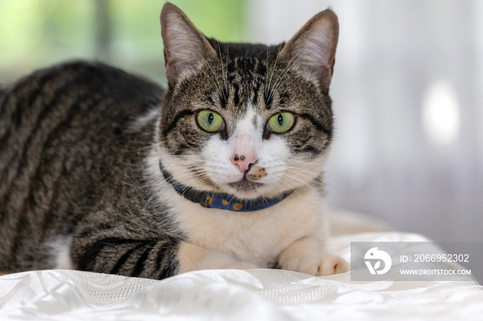 A beautiful gray and white spotted male cat with green eyes over table. Animals defender. Animal world. Pet lover.Cat lover. American Wirehair.