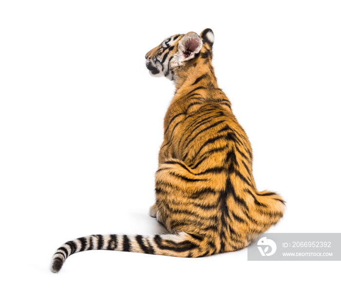 Back view on a two months old tiger cub sitting, isolated on white