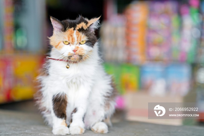 maliciously cat. Front view of a fierce Persian cat facing, looking at the camera