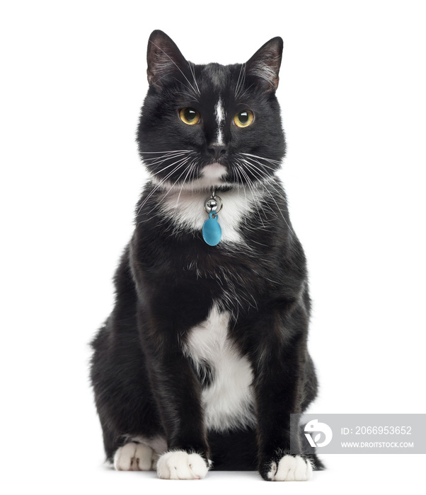 European Shorthair, 1 year old, sitting, isolated on white