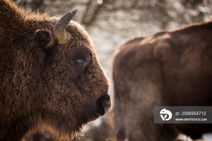 Bisons in forest during winter time with snow. Wilde life