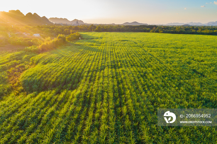 Sugarcane plantation field aerial view with sunset light