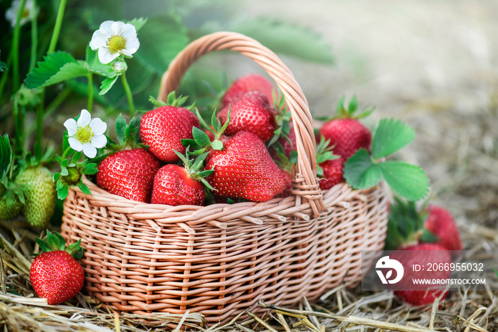 Fresh strawberry in wicker basket. Red strawberries flowers and back light in background.