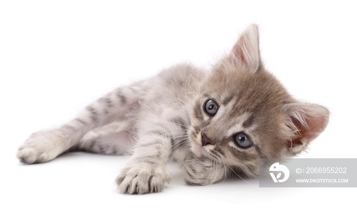 Small gray kitten.