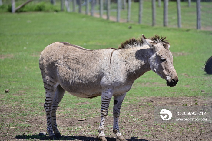 A zebroid is the offspring of any cross between a zebra and any other equine to create a hybrid