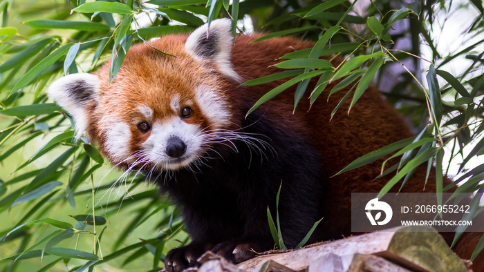 Red Panda, Ailurus fulgens also known as a firefox, lesser panda, or red-cat-bear looking around from its treehouse