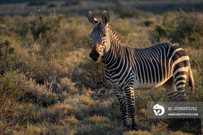 Cape mountain zebra (Equus zebra zebra). Karoo, Beaufort West, Western Cape, South Africa