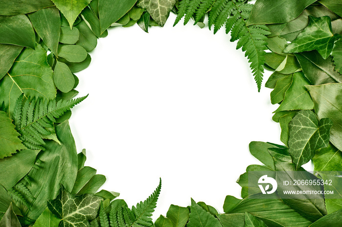 Green leaves circle frame with white empty copy space in center, flat lay top view. Many green fresh leaves from summer trees and branches, copy space for text logo, pure nature flat lay concept