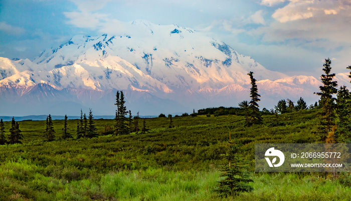 Denali mountain at sunrise in Denali National Park, Alaska, United States. Denali has bands of pink and purple from the sunrise with pink clouds in a blue sky and green trees and tundra in foreground.