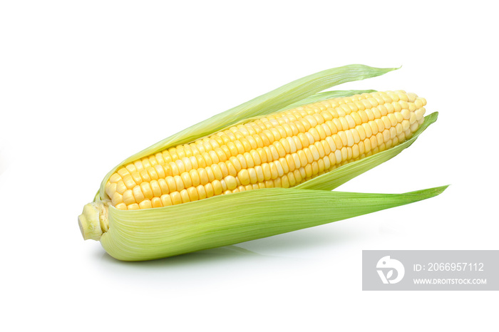 fresh corn isolated on white