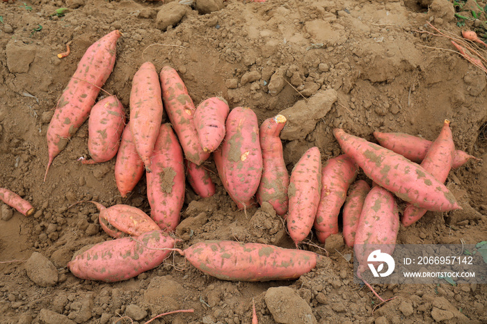 The bumper harvest of sweet potato is in the North China Plain