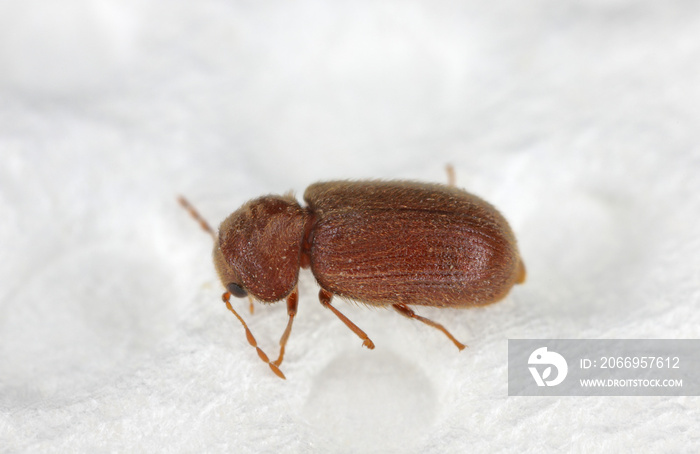 The drugstore beetle (Stegobium paniceum), also known as the bread beetle or biscuit beetle from family Anobiidae. insect on a paper towel.