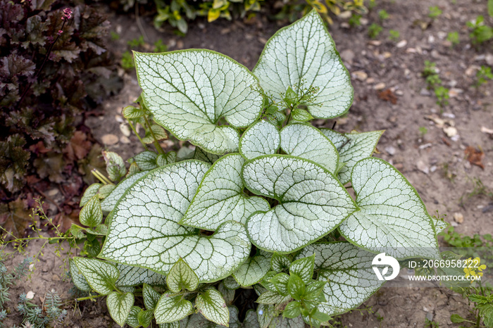 Heartleaf brunnera, Siberian bugloss ( Brunnera macrophylla ’Jack Frost ’) in garden