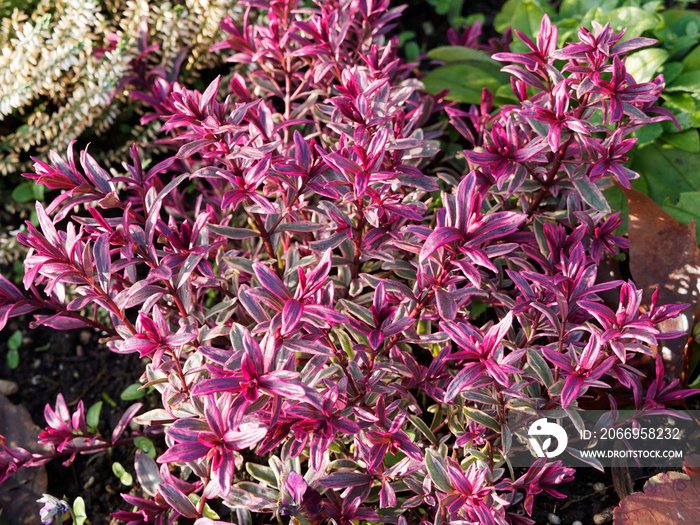 Euphorbia amygdaloides / Euphorbe ’Frosted Flame’ ou euphorbe faux amandier à touffes de feuilles panachées très colorées, rouge foncé en hiver