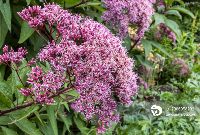 Cluster of Eutrochium purpureum, commonly known as purple Joe-Pye weed, kidney-root, sweetscented joe pye weed, sweet Joe-Pye weed