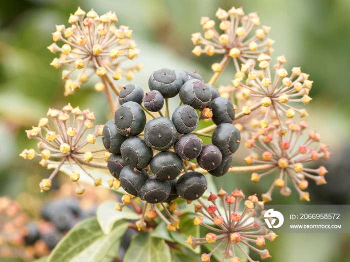 (Hedera helix) Common ivy or English ivy used decoratively with purple-black ripe berries in winter